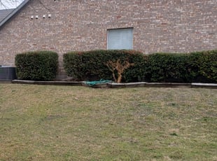 Bush Trimming by Garrett Littrell for Raelee M. in McKinney, TX