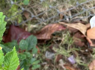 Mark F.'s Leaf Removal service result