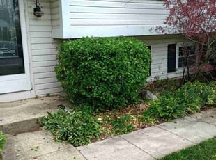 Bush Trimming by Crystal Hathaway for Katie S. in Nottingham, MD