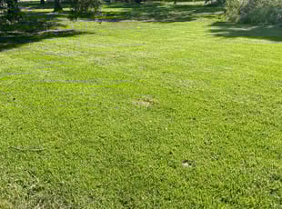 Milo D.'s Lawn Mowing Service service result