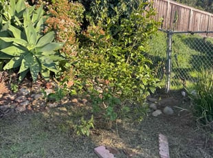 Bush Trimming by Sergio Castaneda for Roberta Z. in San Diego, CA