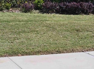 Weeding by Permon Riggins for Jeffrey F. in Clermont, FL