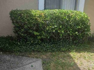 Bush Trimming by Alan Balderas for Nissy O. in Orlando, FL