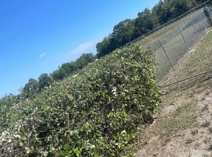 Bush Trimming by Moses Chinquee for Antoaneta T. in Orlando, FL