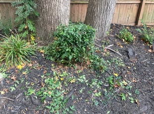 Bush Trimming by Andree Dualan for Michael H. in Norfolk, VA