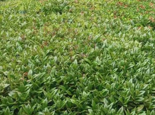 Marina C.'s Bush Trimming service result