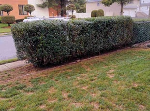 Bush Trimming by Joseph Kazlau for Vasko T. in Saddle Brook, NJ