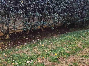 Bush Trimming by Gualberto Mazariegos for Elizabeth H. in Vienna, VA