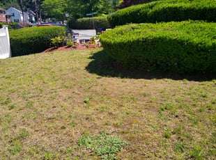 Bush Trimming by Mark Geanakakis for Somdutta M. in Boston, MA