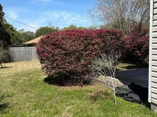 Bush Trimming by Travis Frederickson for Scott K. in Pensacola, FL
