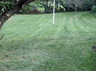 Danielle W.'s Yard Cutting service result