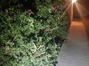 Jerilynn G.'s Bush Trimming service result