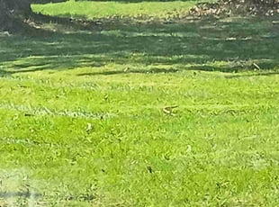 Rodger W.'s Lawn Maintenance service result