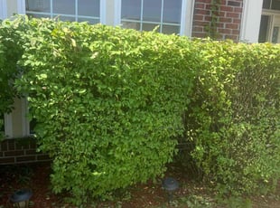 Rayshonda B.'s Bush Trimming service result