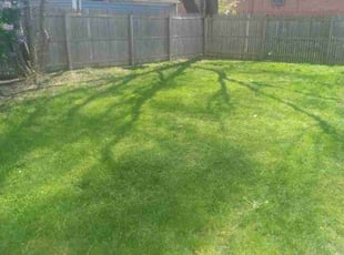 Tawana M.'s Lawn Mowing service result