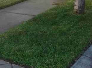 Sandi D.'s Lawn Mowing service result