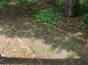 Bush Trimming by Akyme Stevens for Shareen L. in Minneapolis, MN