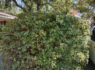 Bush Trimming by Gray Allen for Morgan P. in New Orleans, LA