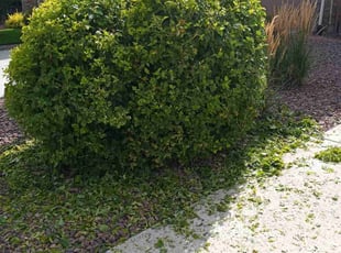Bush Trimming by Tom Parker for Eric R. in Colorado Springs, CO