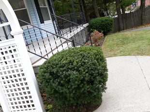 Bush Trimming by Nick Salter for Rita N. in Worcester, MA