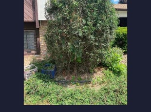 Bush Trimming by Timothy Miller for Maryam S. in Minneapolis, MN
