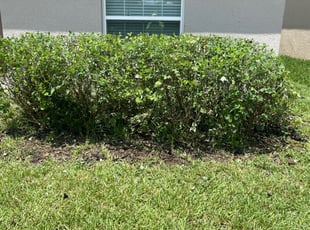Bush Trimming by Jeff Osbeck for LIANG H. in Davenport, FL