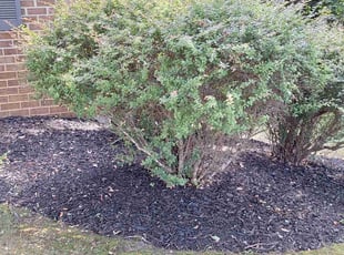 Weeding by Rómulo González for Osei Poku A. in Bowie, MD