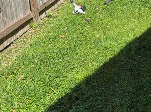 John C.'s Lawn Mowing Service service result
