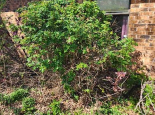 Bush Trimming by Patricia Bergman for Linda E. in Norman, OK