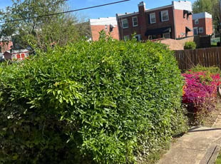 Bush Trimming by Dimas Lopez for Cherry C. in Baltimore, MD