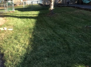 Leaf Removal by William McCoy for Barbara R. in Frankfort, IL