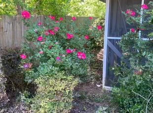Bush Trimming by Alexis Crawford for Jacqueline H. in Jonesboro, GA