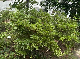Cassandra V.'s Bush Trimming service result