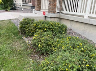 Bush Trimming by Charles Cureton for Mahir M. in Parker, CO