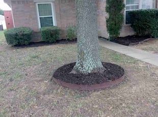 Lisa H.'s Bush Trimming service result