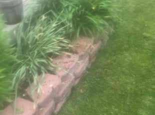 Weeding by Laray Silz for Vincent S. in Commerce City, CO