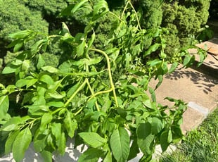 Daniel S.'s Bush Trimming service result