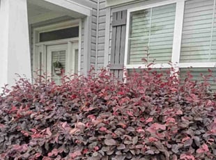 Bush Trimming by Irwin Dawson for Kimberly C. in Chesapeake, VA