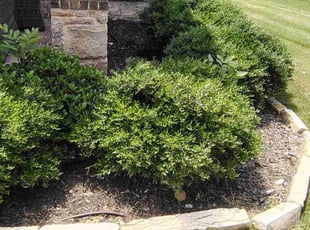 Weeding by Jose Martinez for Michael P. in Fort Worth, TX