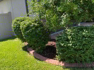 Bush Trimming by Catherine Thomas for Tom S. in Zephyrhills, FL