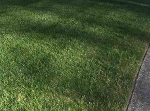 Victoria A.'s Lawn Mowing service result