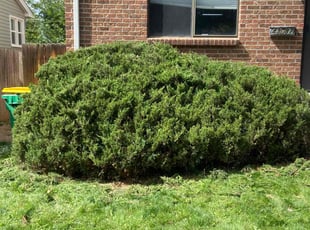 Bush Trimming by Jason Hernandez for Brittni S. in Englewood, CO
