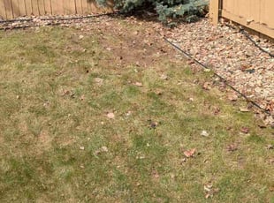Leaf Removal by Scott Steigerwald for Danita C. in Littleton, CO
