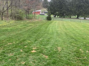 Stephane O.'s Lawn Mowing Service service result