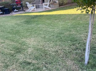 Leaf Removal by Andrew Hoodzow for Jessica G. in Mesa, AZ
