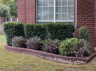 Bush Trimming by Gerald Murphy for Yele A. in Arlington, TX