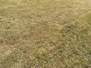 Cleanups by Nick Pemberton for Jeff Y. in Falls Church, VA