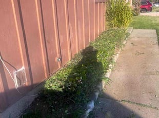 Bush Trimming by Samuel Benavides for Rebekah s. in San Bernardino, CA