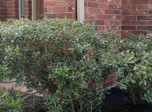 Bush Trimming by Carina Perez for Amy R. in Cypress, TX