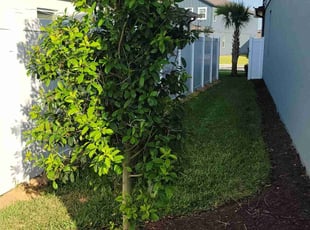 Bush Trimming by Carlos Martinez for Aaron S. in CHAMPIONS GT, FL